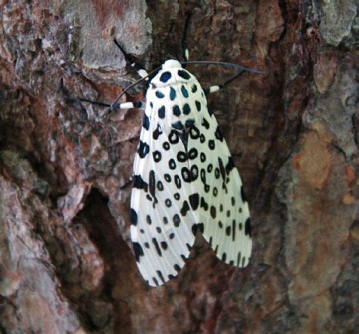 Are giant leopard moth endangered