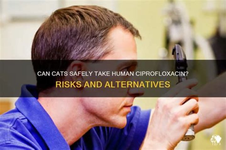 Can cats have human ciprofloxacin