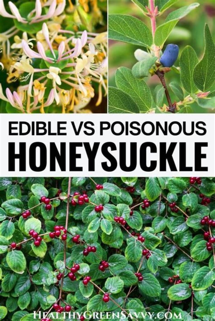 Can you eat bush honeysuckle berries