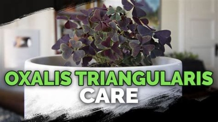 Can you eat oxalis triangularis