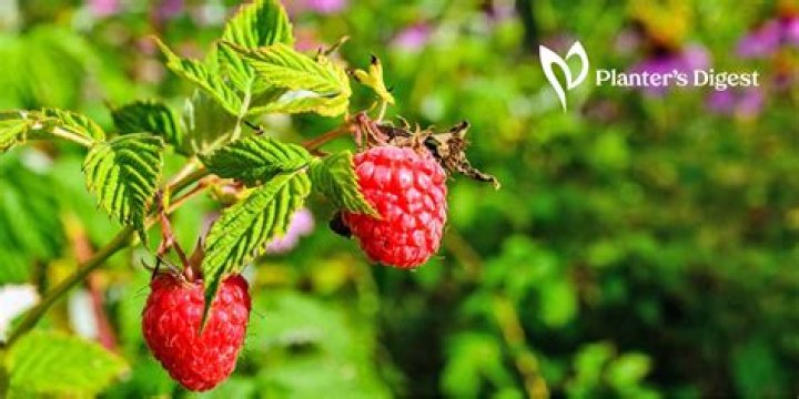 Can you get thornless raspberries