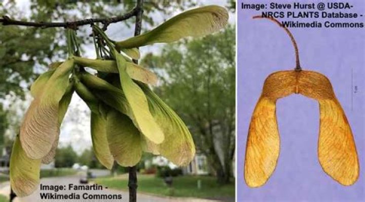 Do all maples produce helicopters