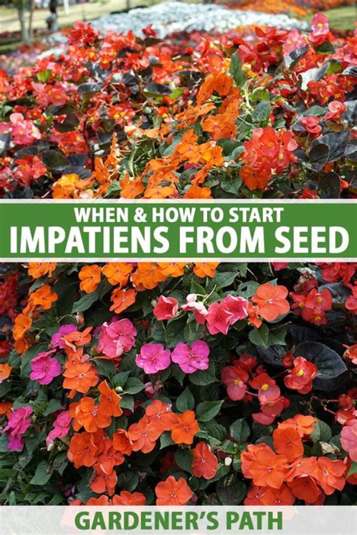 Do impatiens reseed