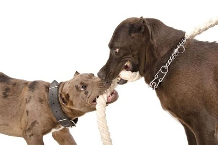 Do pitbull jaws actually lock
