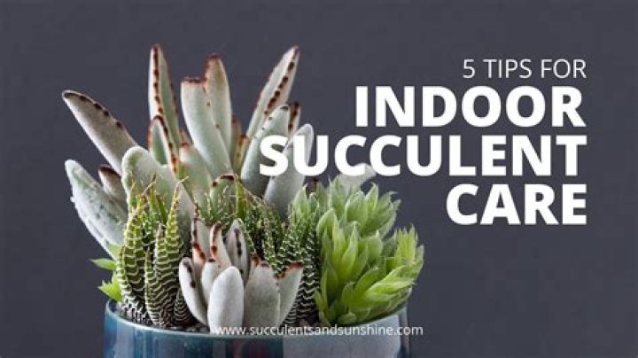 Do succulents do good indoors