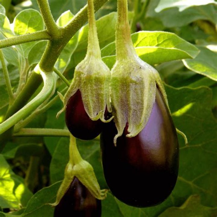 Does eggplant grow all year round