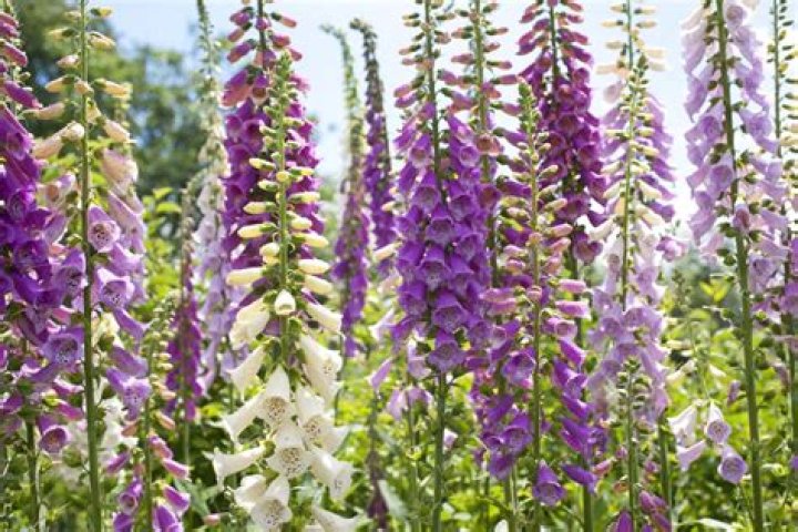 Does foxglove grow wild