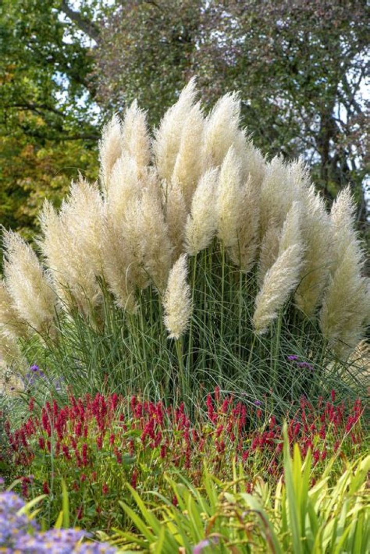 Does pampas grass flower all year