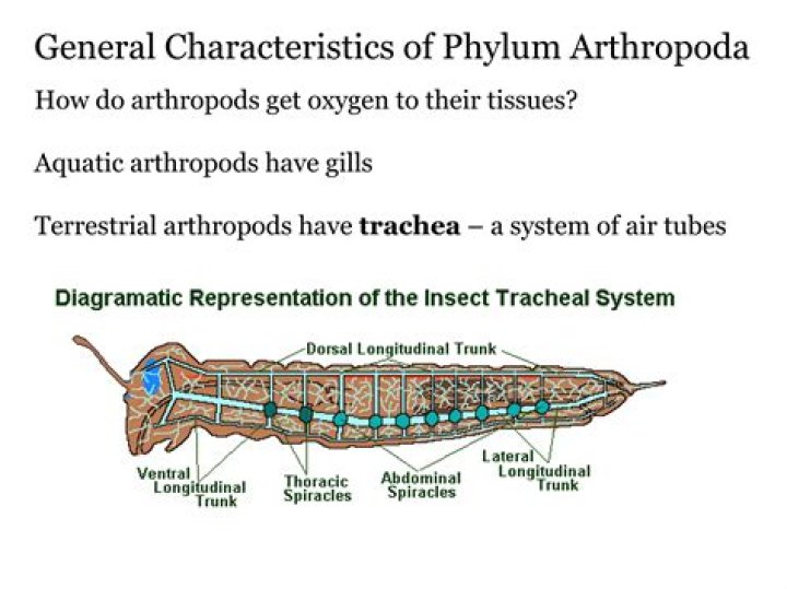 How do arthropods get oxygen