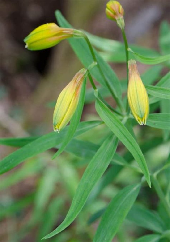 How do I identify a Peruvian Lily
