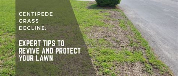 How do you revive centipede grass