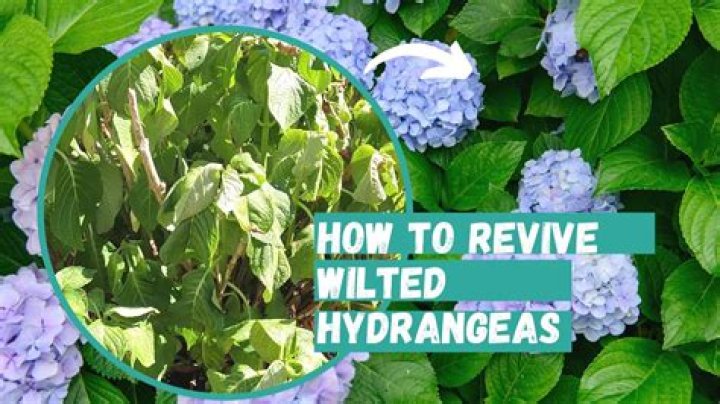 How do you treat dried hydrangeas