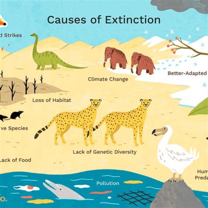 How does extinction affect us