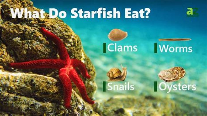 How does starfish obtain its food