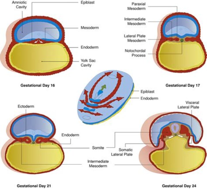How is the mesoderm formed