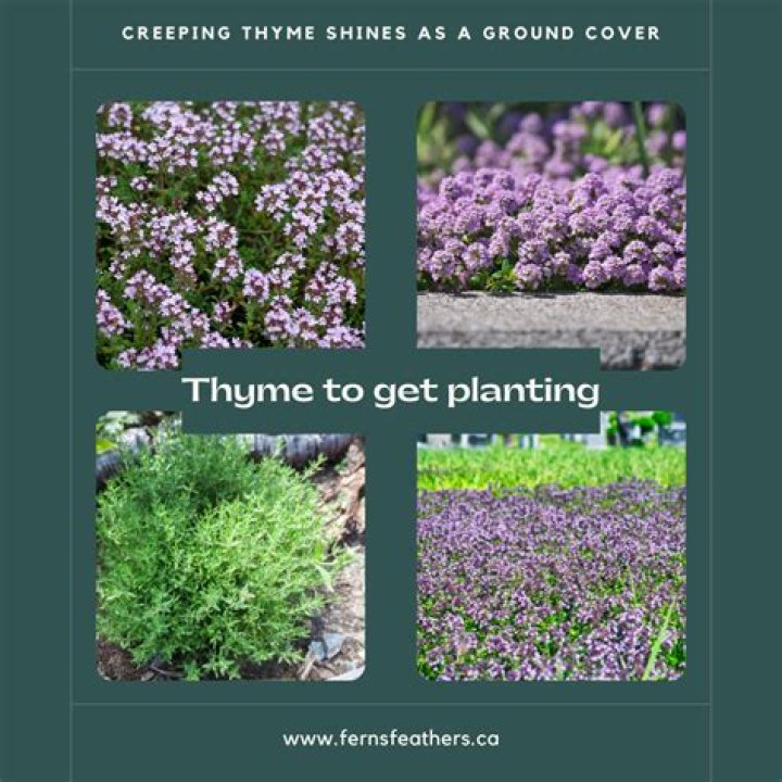 How long does creeping thyme last