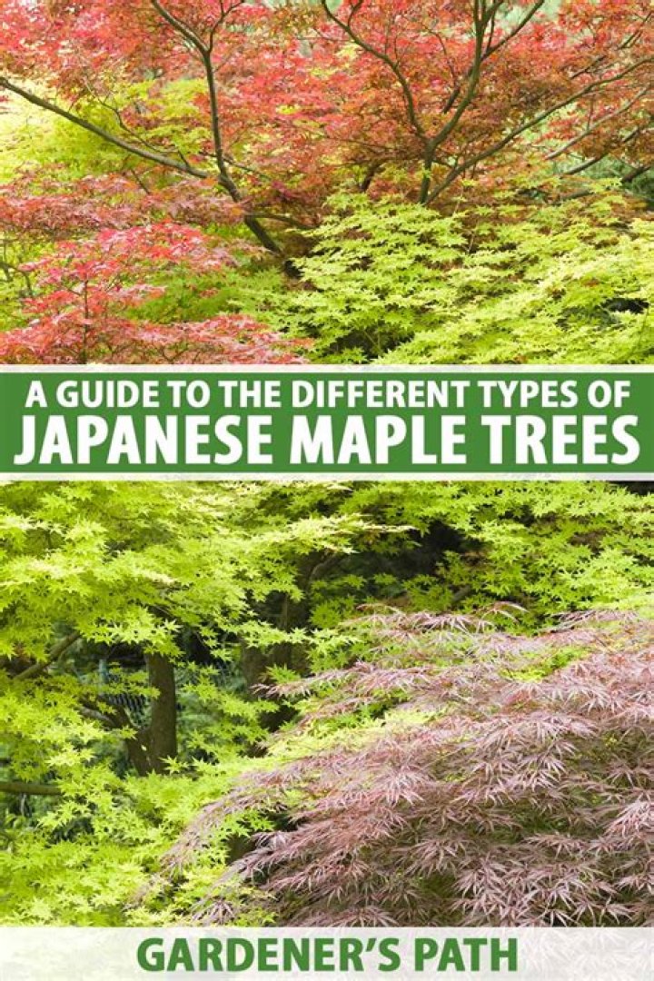 How many types of Japanese maples are there