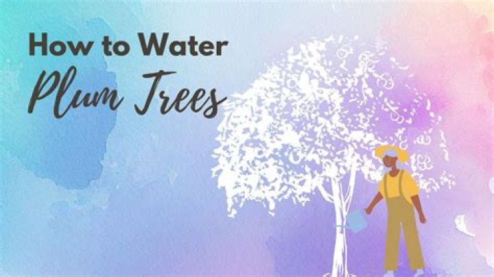 How often do you water plum trees