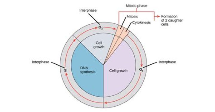 In which stage do new nuclei form