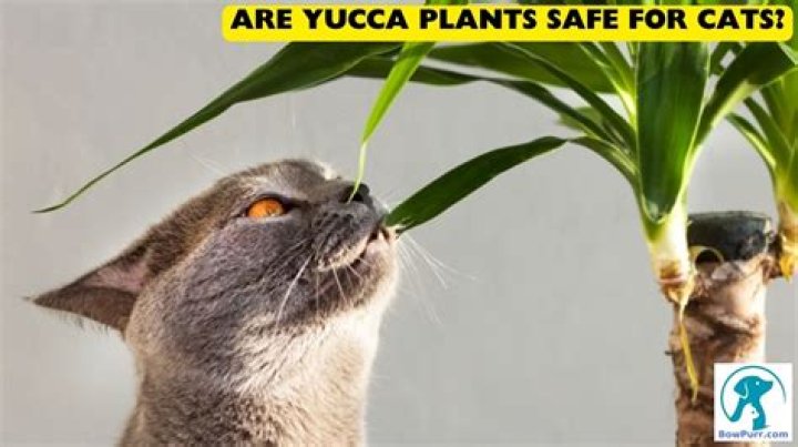 Is a yucca plant safe for animals