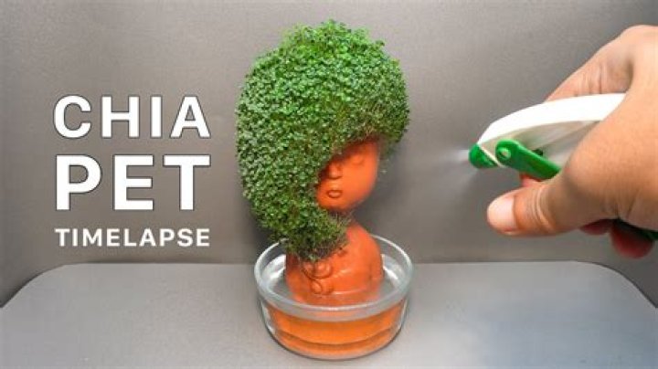 Is Chia seed the same as Chia Pet