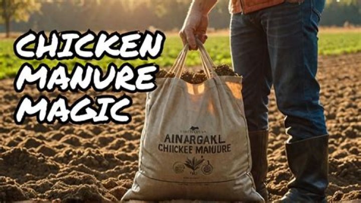 Is chicken manure good for bamboo