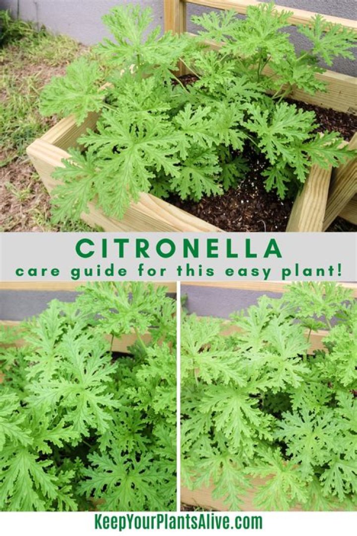 Is citronella oil safe for plants