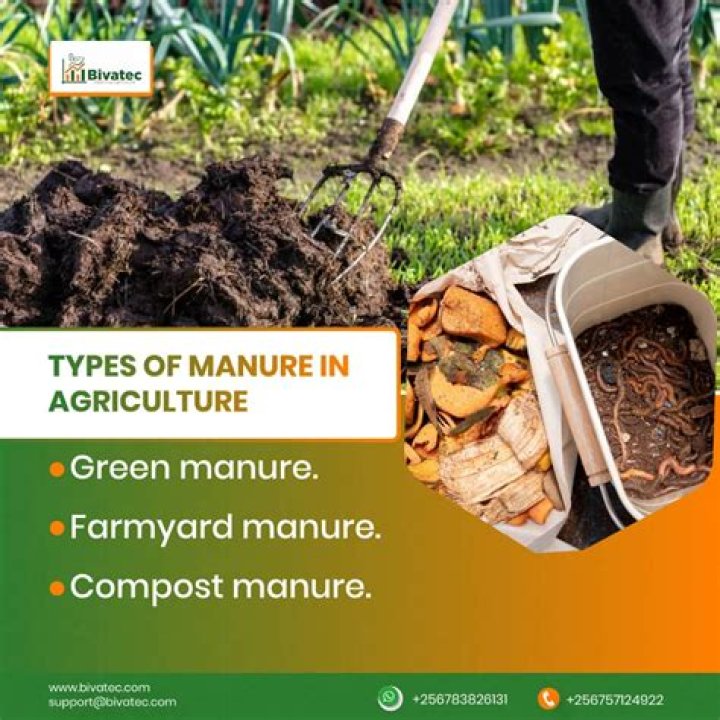 Is cow manure better than chicken