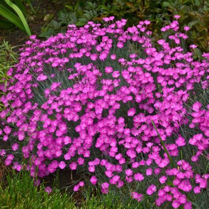 Is dianthus a summer flower