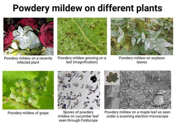 Is downy mildew harmful to humans