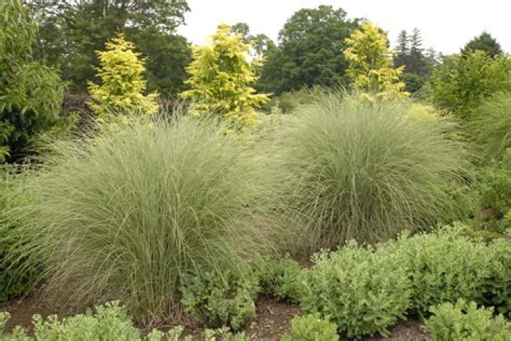 Is morning light maiden grass a perennial