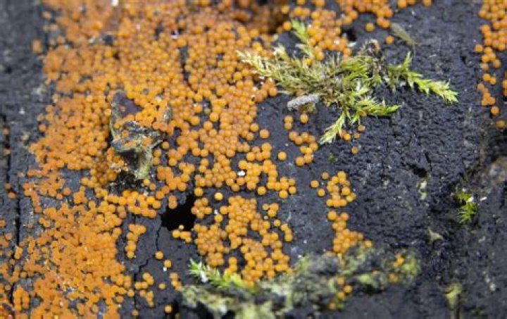 Is orange mold bad for plants