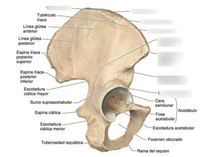 ¿Que se inserta en la fosa ilíaca