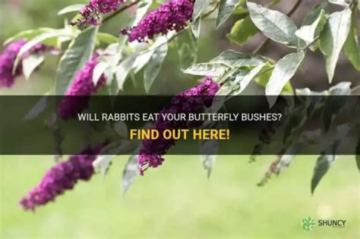 What animals eat butterfly bushes