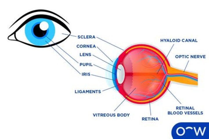 What are the different parts of the eye called