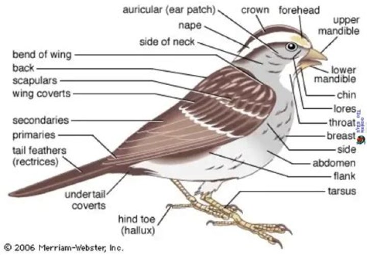 What are three characteristics of birds