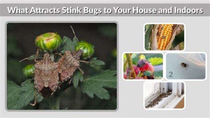 What attracts stink bugs to house