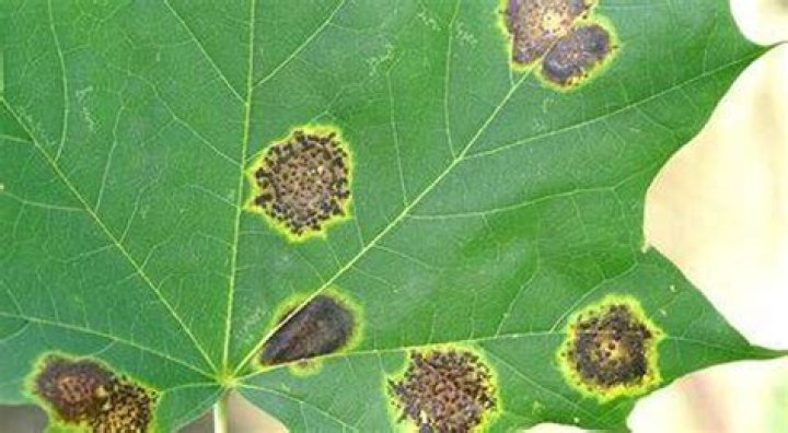 What bug is killing my maple tree