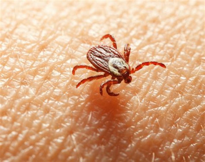 What can kill ticks instantly