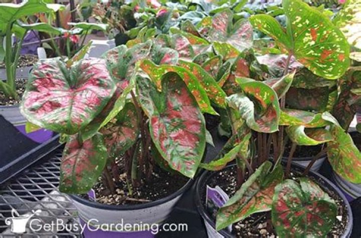 What can you plant with caladiums