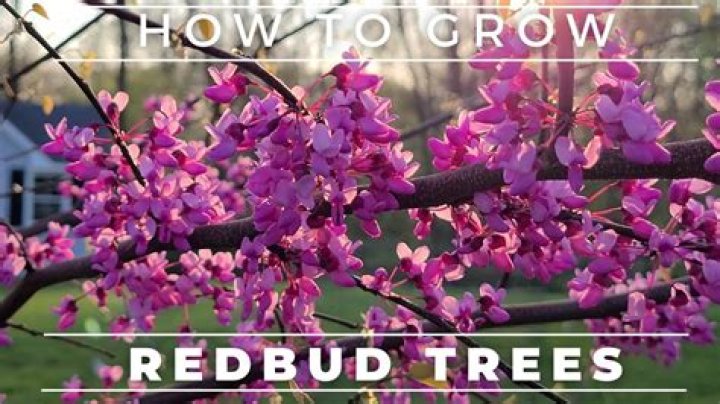 What does a Redbud Bush look like