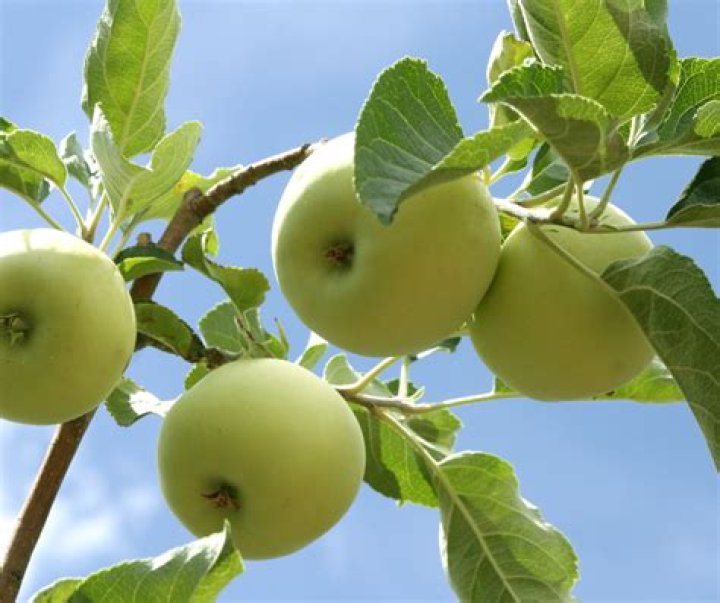 What happened to Granny Smith