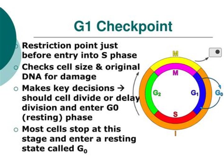 What happens at the G1 checkpoint