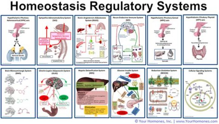What hormones regulate homeostasis