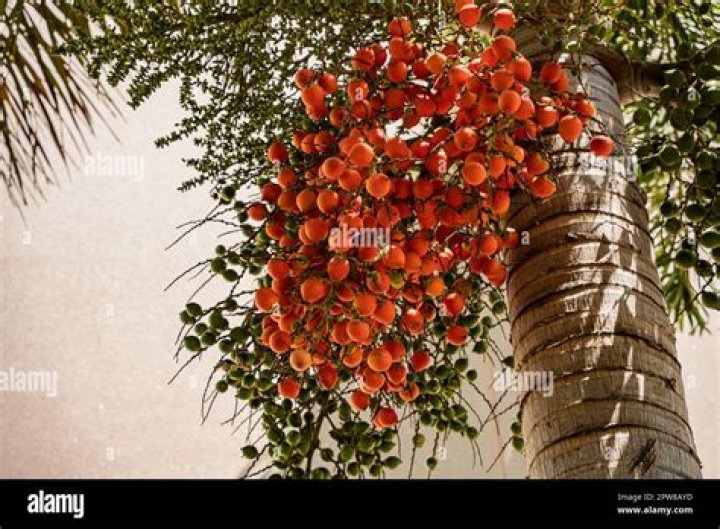 What is a palm tree berry