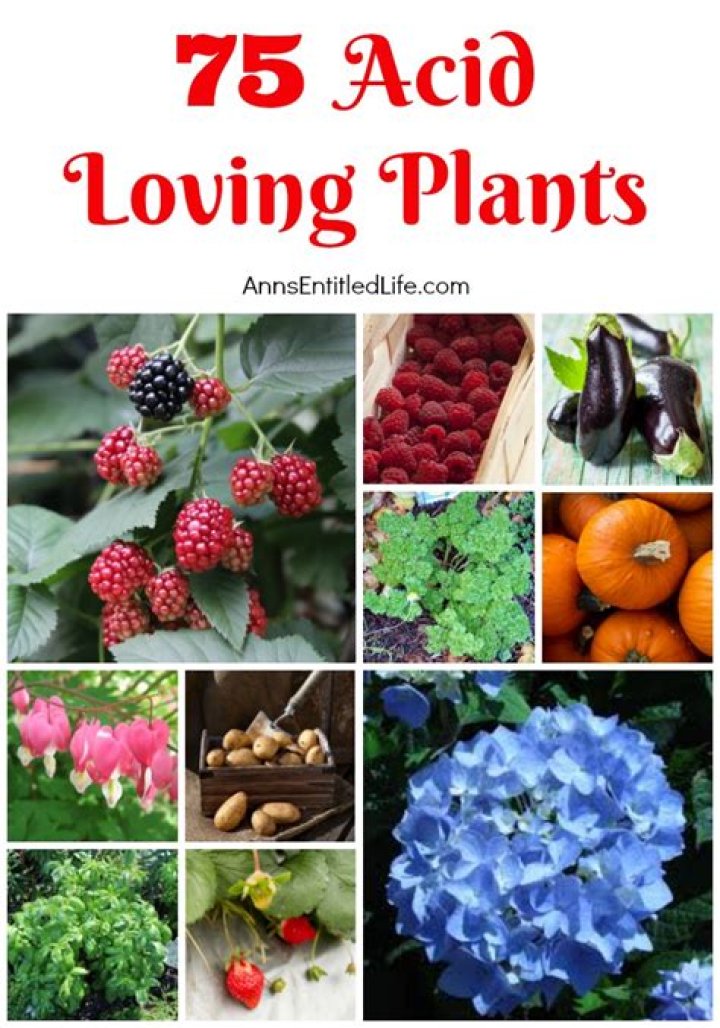What is an acid loving plant
