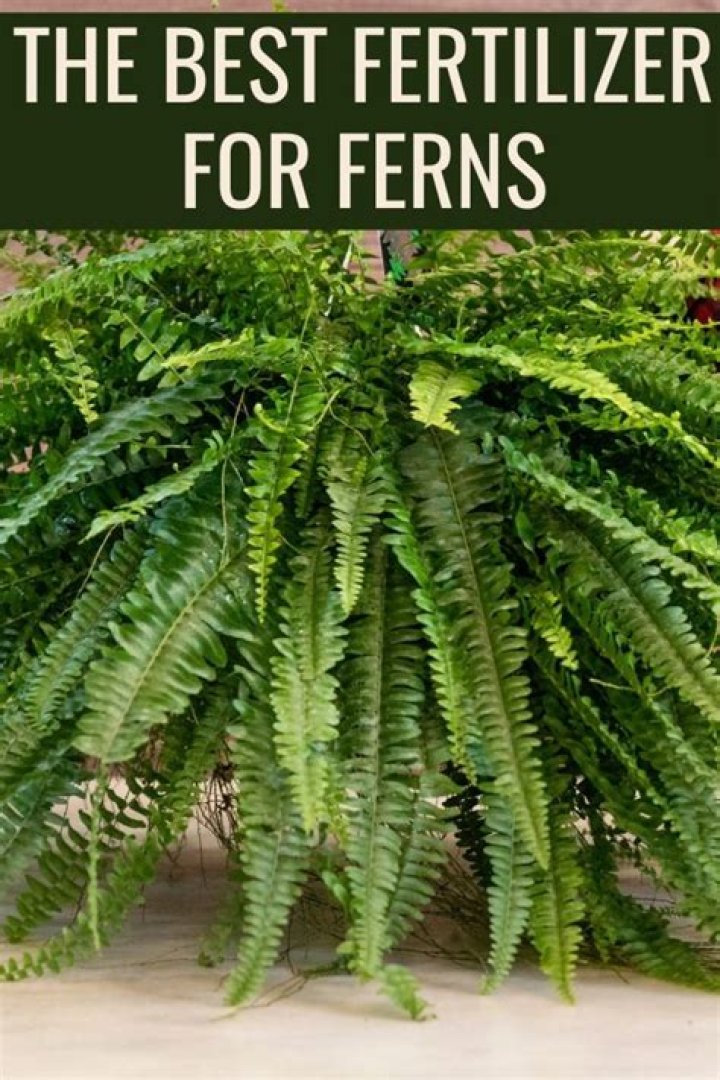 What is best fertilizer for ferns