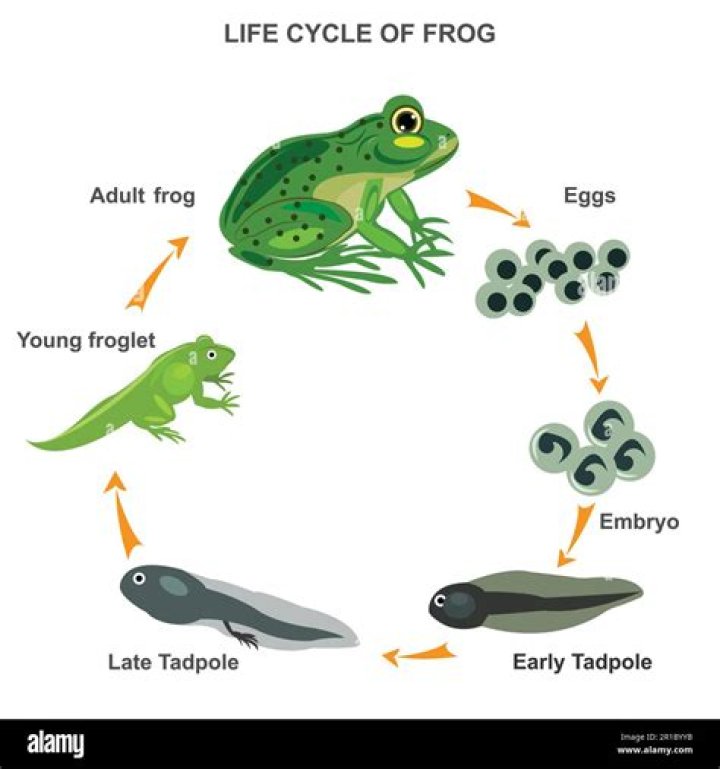 What is the larva stage of a frog