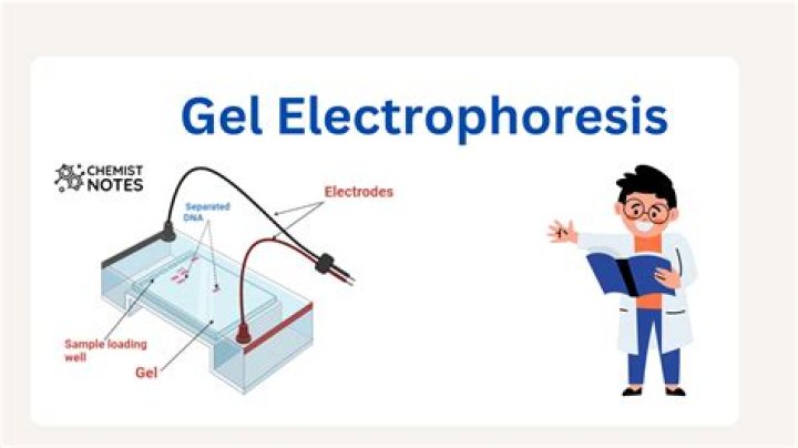 What is the purpose of the tracking dye in gel electrophoresis