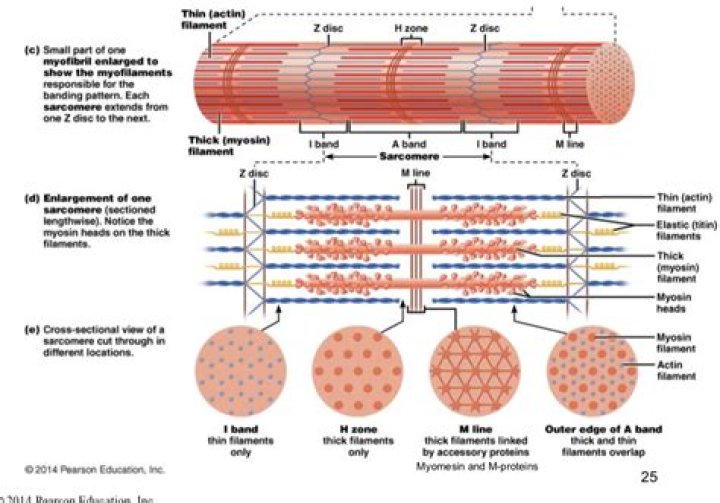 What is the structure of a muscle